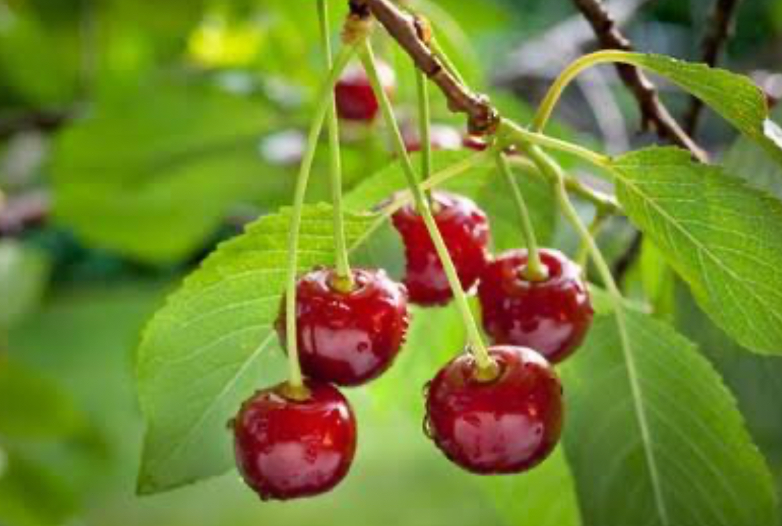 فروش آلبالو