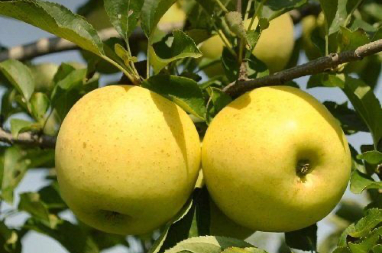 فروش سیب گلشا