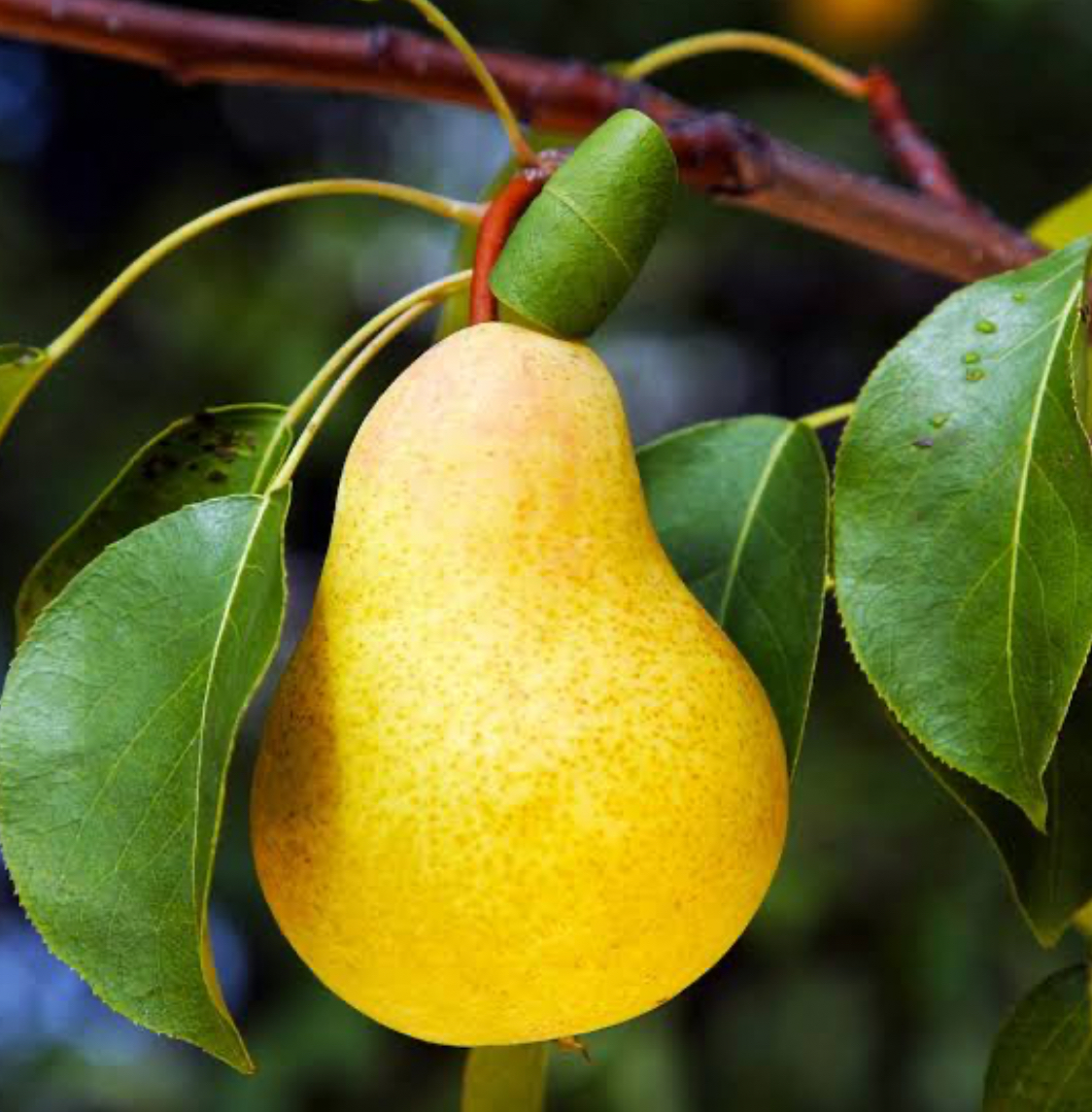 فروش گلابی شکری