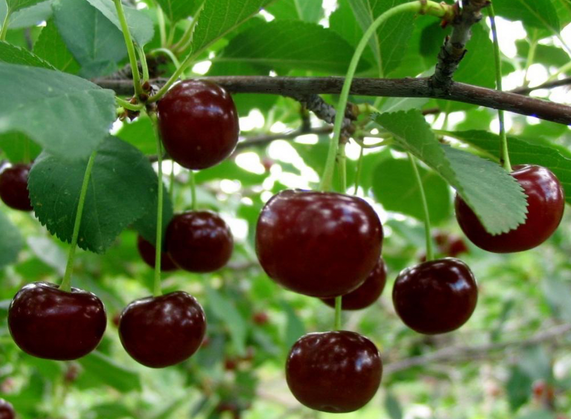 فروش آلبالو