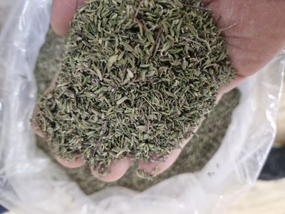 فروش آویشن خشک (گیاه‌ دارویی)