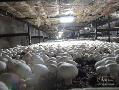 فروش قارچ دکمه ای