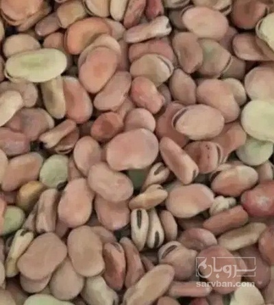 فروش باقلا تازه - باقالی - باقالا