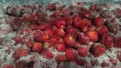 فروش توت فرنگی