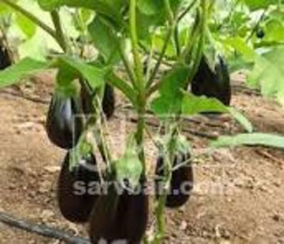 فروش بادمجان