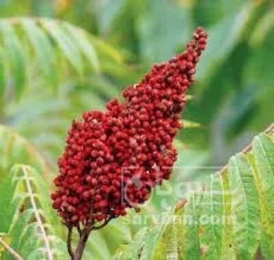 فروش نهال سماق