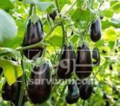 فروش بادمجان