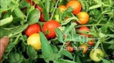 فروش گوجه فرنگی