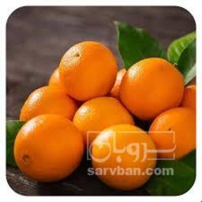 فروش پرتقال