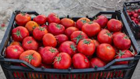 فروش گوجه فرنگی