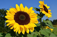 فروش آفتابگردان