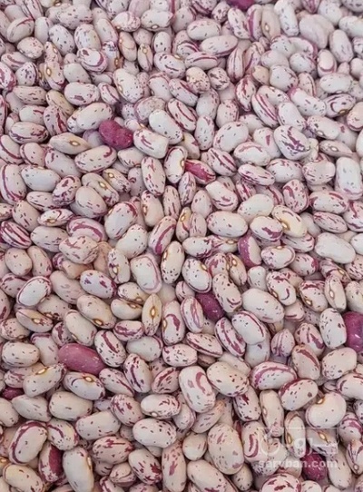 فروش لوبیا چیتی