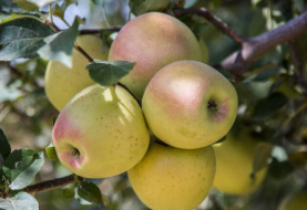 فروش نهال سیب