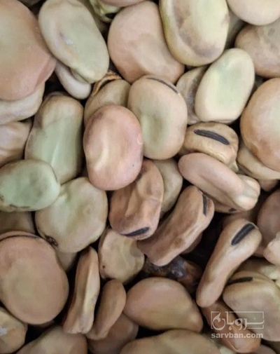 فروش باقلا تازه - باقالی - باقالا