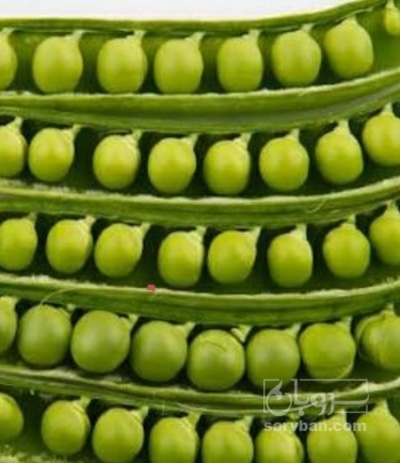 فروش نخود فرنگی