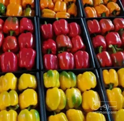 فروش فلفل دلمه ای