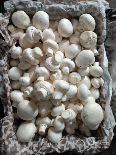 فروش قارچ دکمه ای