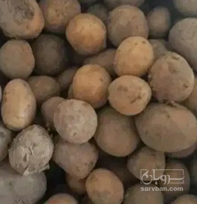 فروش سیب زمینی سانتا