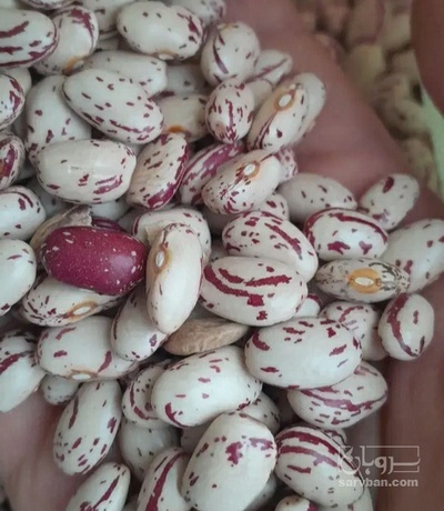 فروش لوبیا چیتی
