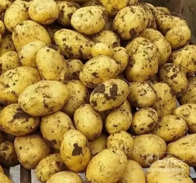 فروش سیب زمینی