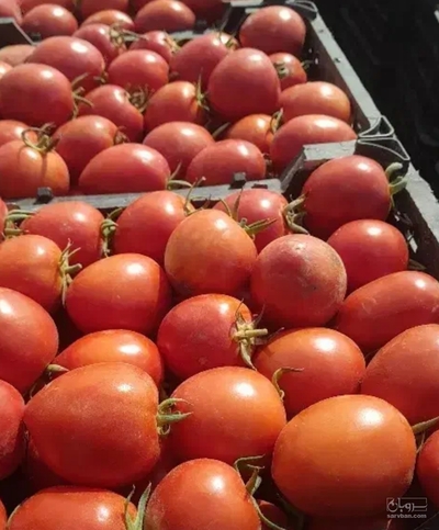 فروش گوجه فرنگی