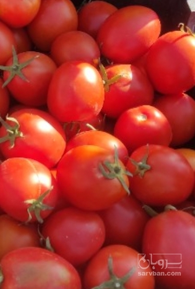 فروش گوجه فرنگی