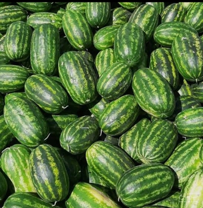 فروش هندوانه بیضی خطی