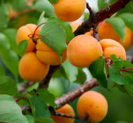 فروش نهال زردآلو