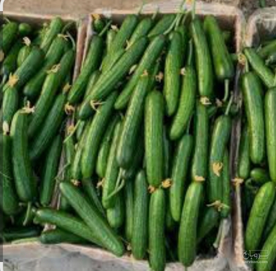 فروش خیار گلخانه ای