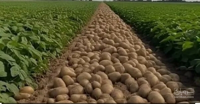 فروش سیب زمینی سانته