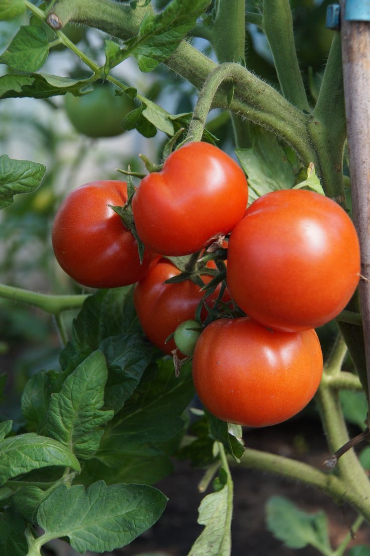 فروش گوجه فرنگی