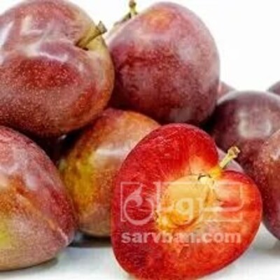 فروش نهال آلو