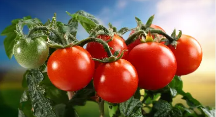 فروش گوجه فرنگی