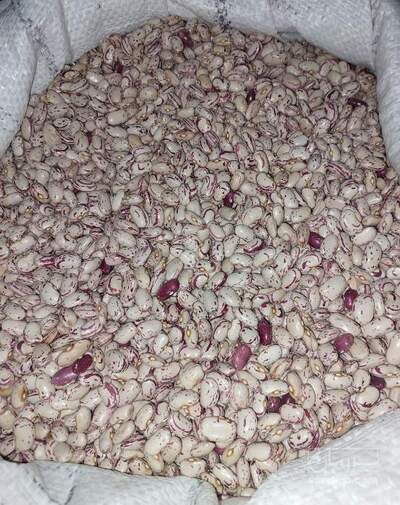 فروش لوبیا چیتی