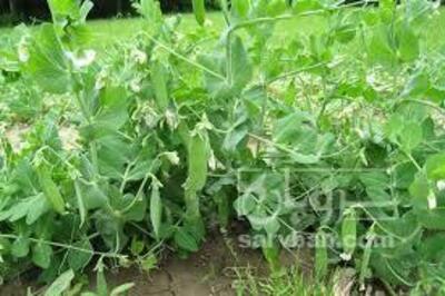 فروش نخود فرنگی