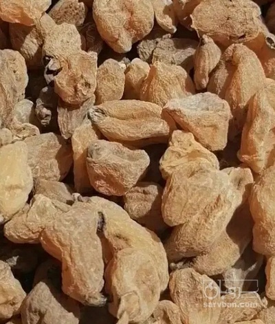 فروش ثعلب قلوه