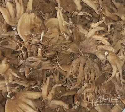 فروش ثعلب پنجه ایی