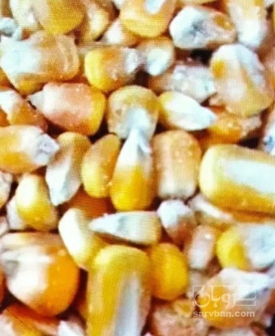 فروش بذر ذرت ۷۰۴مغان