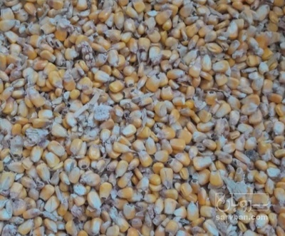 فروش بذر  ذرت۷۰۴ مغان