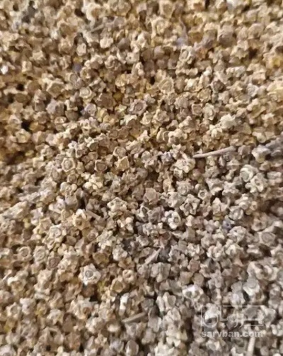 فروش بذر  چغندر لبو