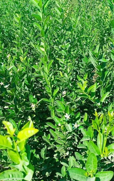 فروش  نهال کامکوات (پورنج)