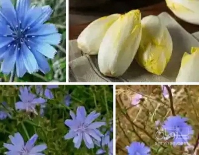 فروش کاسنی (گیاه‌ دارویی)