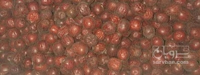 فروش عناب دارویی