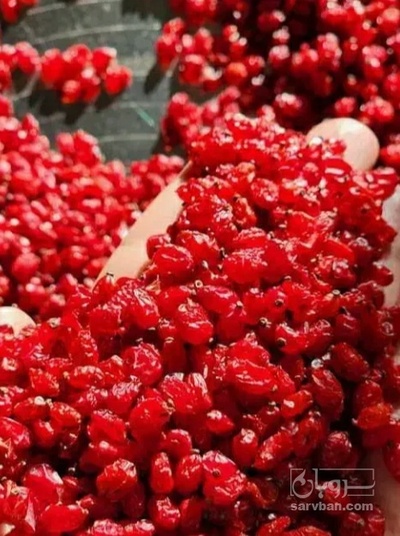 فروش زرشک زیر تالاری