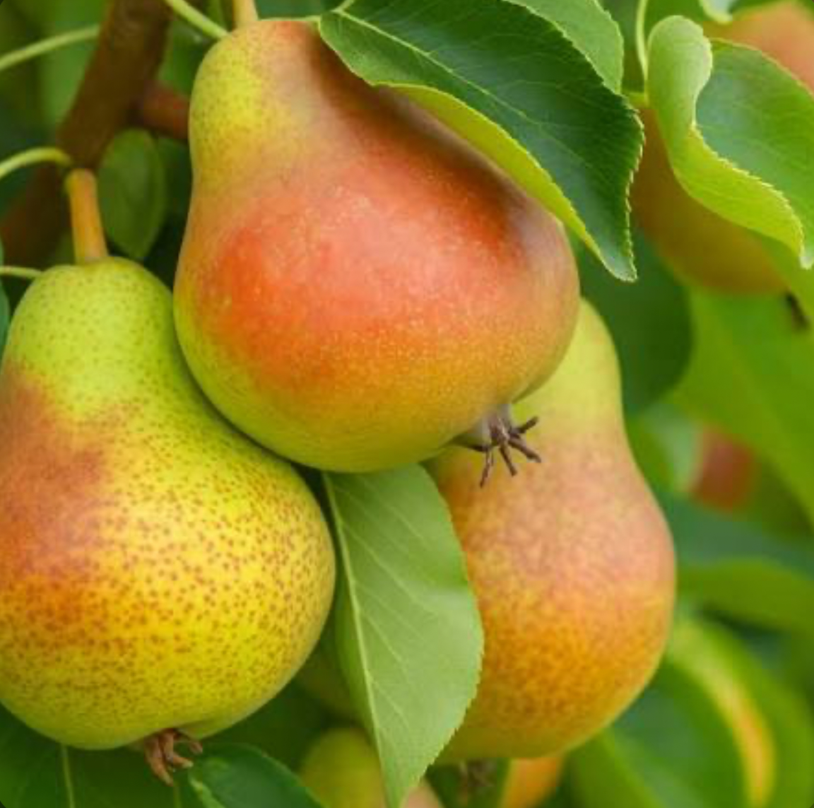 فروش گلابی اسپادانا