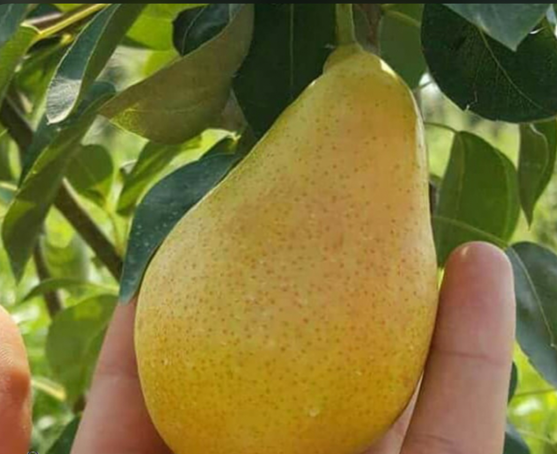 فروش گلابی دیررس