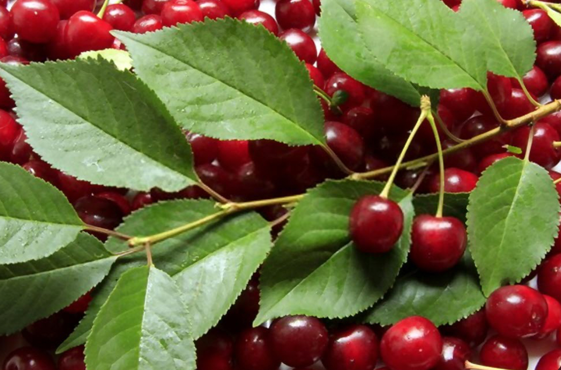 فروش آلبالو