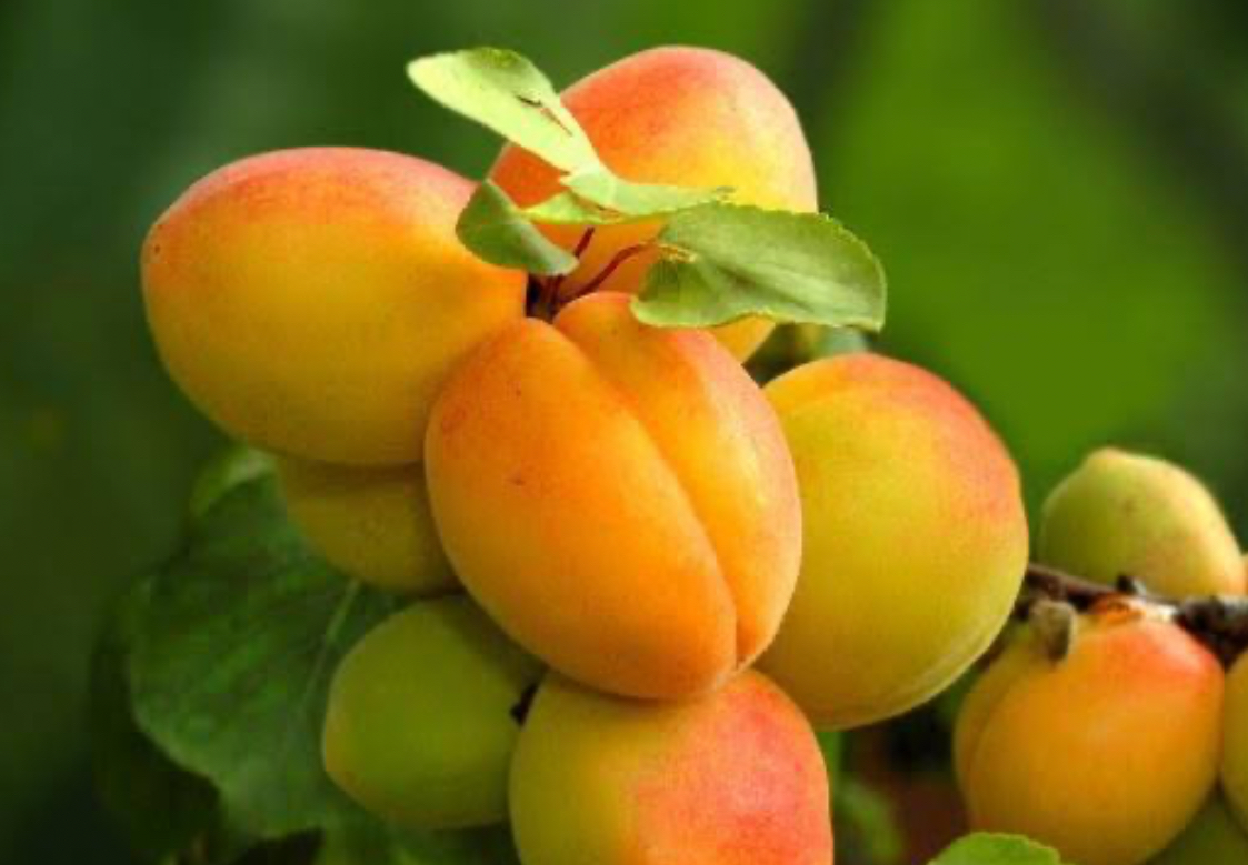 فروش زردآلو