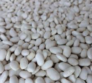 فروش لوبیا سفید