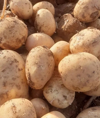 فروش سیب زمینی